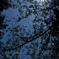 aIMG_9635_1