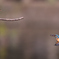 魚獲ったよ 1