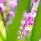 季節の花