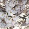 今年の桜　その２(トリミング）