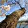 桜の太い枝