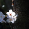 桜　スポット光