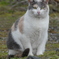 野良猫スナップ