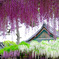wisteria