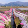 大野の芝桜