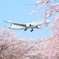 淡さくら