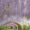 藤虹