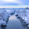 4月の雪桜
