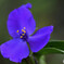 Spiderwort