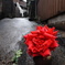 薔薇