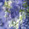 wisteria dreamy