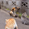 上から　ガブッ！