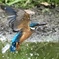 お魚獲れなかった(T . T)