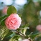井の頭公園？のなにかしらの花？