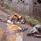 首をガブッ！