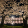 弘前公園西濠にて-Ⅴ