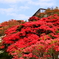 つつじの花