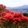 つつじの花