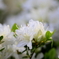 つつじの花