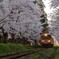 桜,そして津鉄