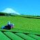 静岡茶2021.4.30_1