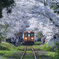 桜列車