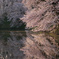 山形の桜5（4月の備忘録）