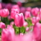 DSCF2395