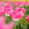 DSCF2476