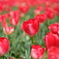 DSCF2440