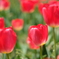 DSCF2446