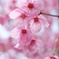 DSCF2309