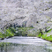 桜吹雪のお濠