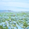 ひたちなか海浜公園　ネモフィラの花畑