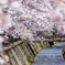 桜と小川