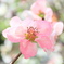 ある日のボケの花