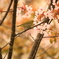 北国にも春が来た(桜とメジロ)