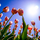 tulip kiss