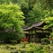 新緑の神社