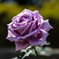 荒牧薔薇公園