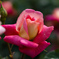 荒牧薔薇公園-3