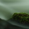 苔の美