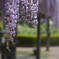 藤の花