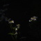 春やねえ