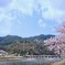 桜の候