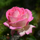 薔薇