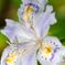 シャガ　Iris　Japonica