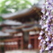 藤花　其の壱