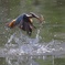 カワセミ離水４