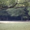 今朝の飛火野